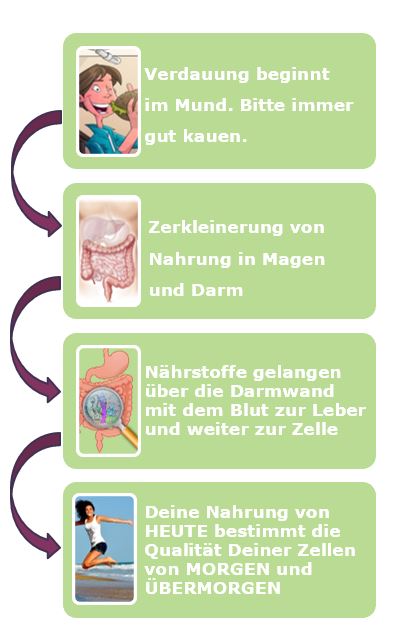 Verdauung beginnt im Mund